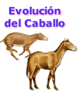 La historia y evolución del caballo